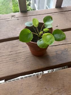 Pilea Peperomioide