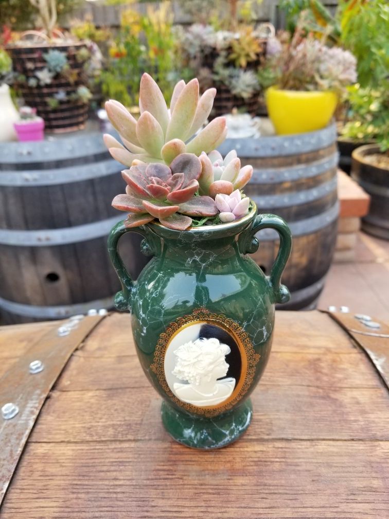 Small succulent in an antique vase