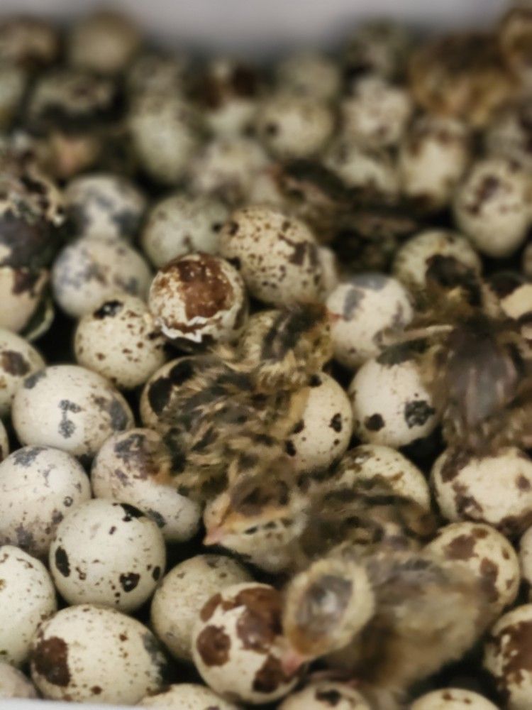 Jumbo Quail Egg Special 