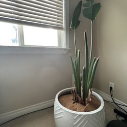 XL Pot & Bird Of Paradise 