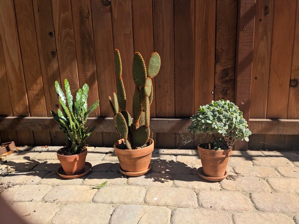 Plants, Aloe, Cactus, Spider Plant,