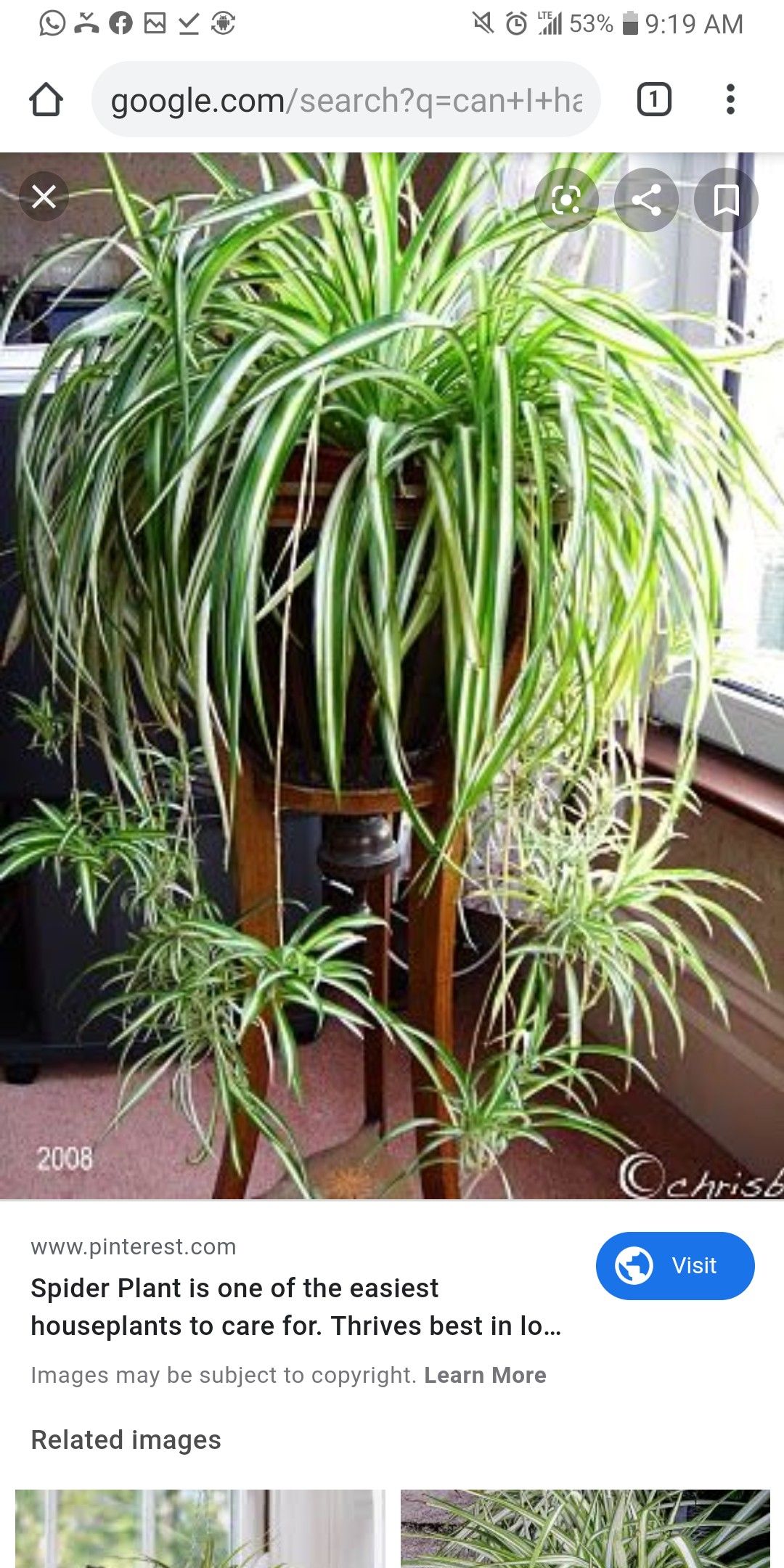 Spider plant gourges