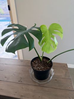 Live Monstera Plant 8”x 6” container