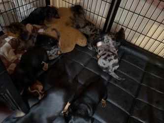 Cages for sale