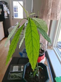 Avocado tree and 3 lemon starters