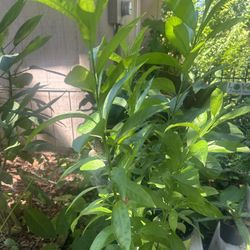 Midnight Jasmine Plant 