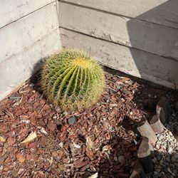 Cactus 