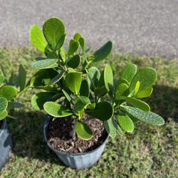 Clusias (Privacy Hedges)