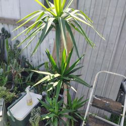 Yucca tree plant