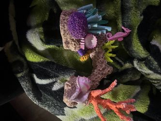 Coral reef