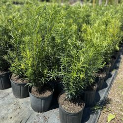 Podocarpus Plants 3G
