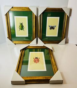 Insect framed prints