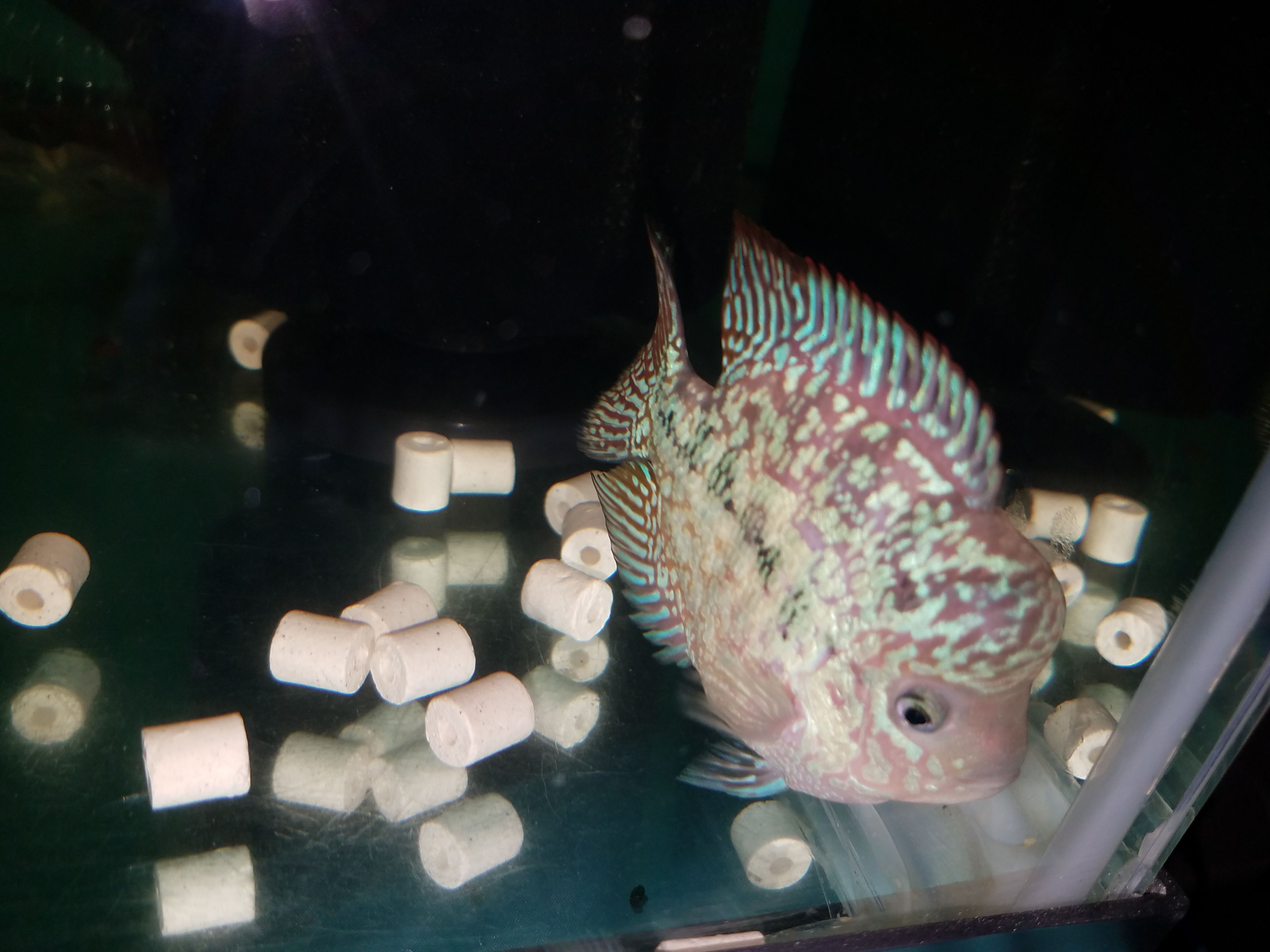 Flowerhorn fish