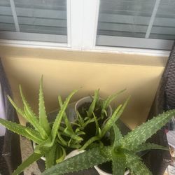 Set Of Alloe Vera Plants
