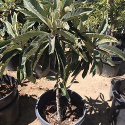 Fruit tree ~loquat