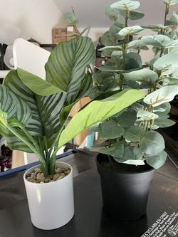 Plant Decorations