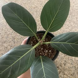 Ficus Audrey with black 4inch ceramic pot
