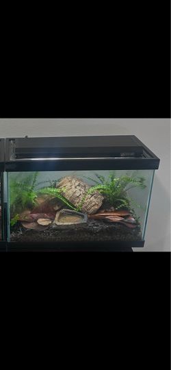 Terrarium dart frog