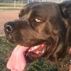 Cesar