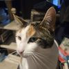 Kat
