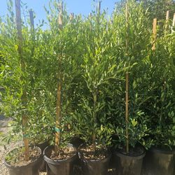 Large Privacy Trees For Sale Can Do Installation