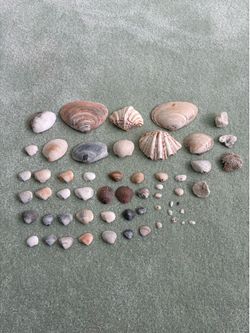 Natural mixed seashell lot 1 crafting beach decor – ￼Venus scallop clam shells