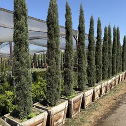 Italian Cypress 24 Gal 8-9 Feet Tall