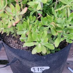 Succulent Plant