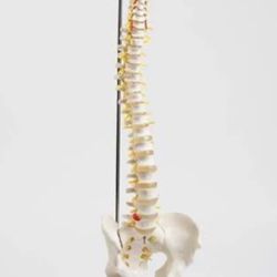 Flexible Chiropractic Spine Model, Life Size, Floor Stand Included