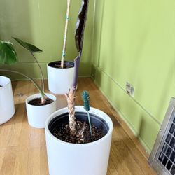Alocasia Plant