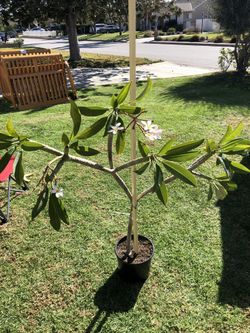 Plumeria plants