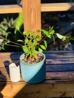 Live indoor Ficus Ginseng plant in a textured ceramic planter—firm price