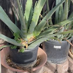 AloeVera Plants