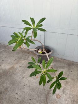 Large Plumeria