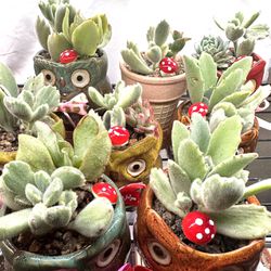 Owl Succulent Planter Gifts $15ea Or 3 For $40