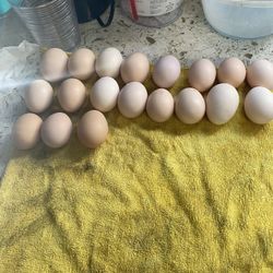 Farm Fresh Eggs