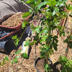 Passion Fruit Vine 
