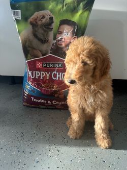 Puppy dog food