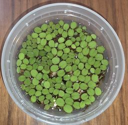 Water Spangle Salvinia Minima Floating Plant In 8 Ounce Containers