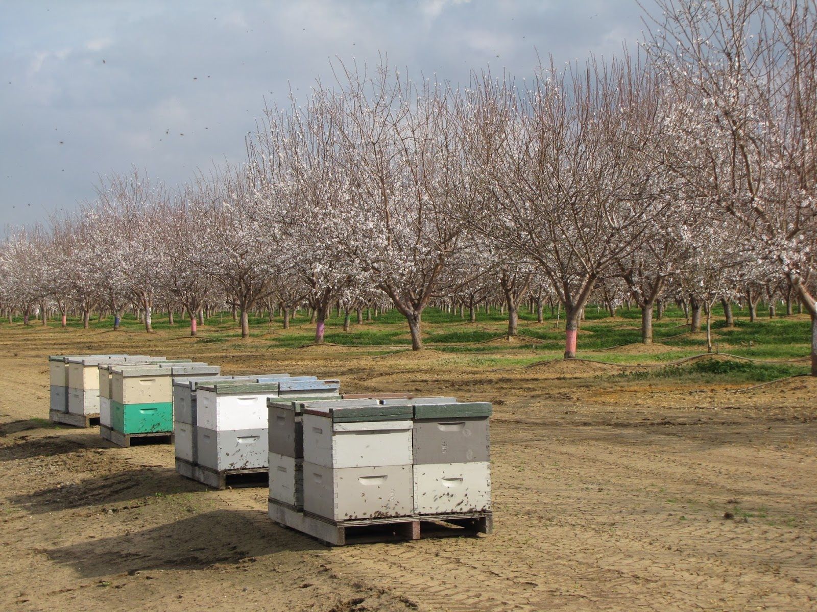 Double Deep Hive