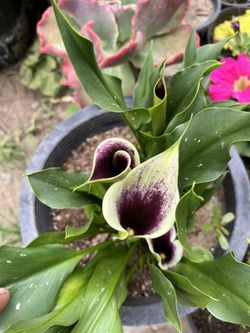 Calla Lilly Purple 