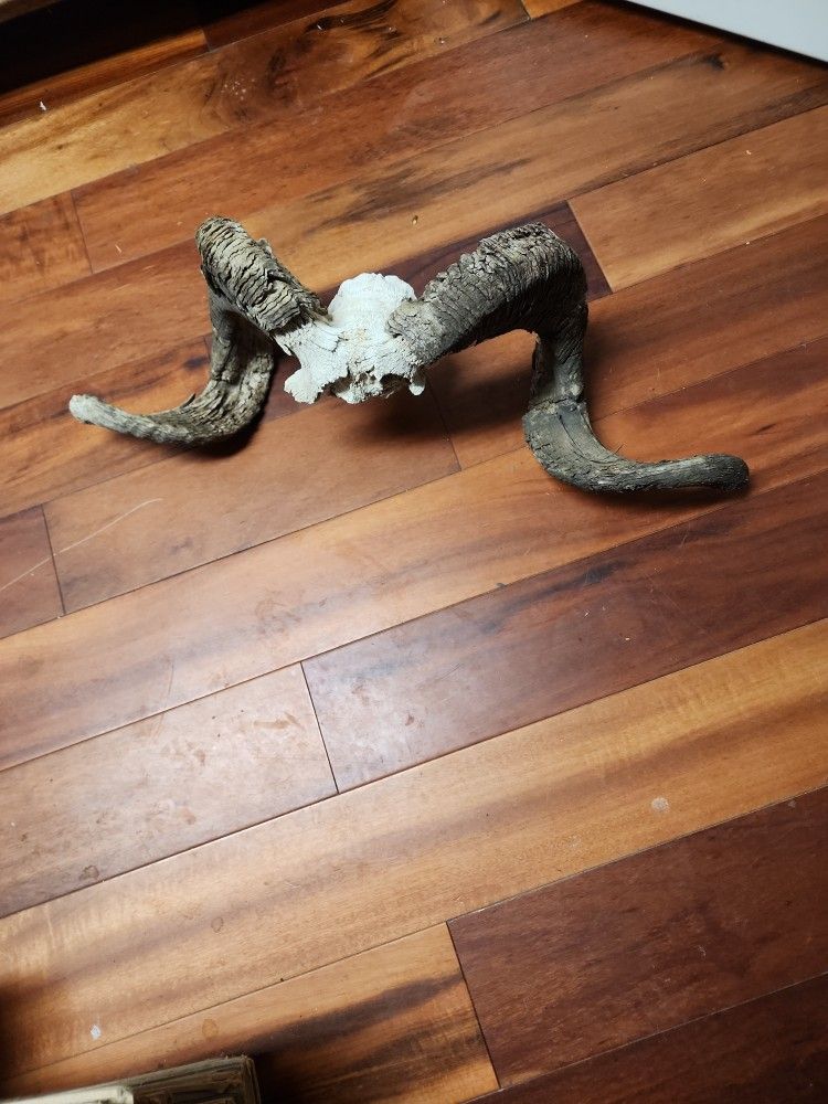 Mountain Sheep Skull/horns