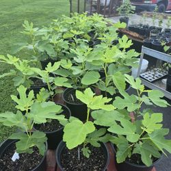 Italian Honey Fig Trees