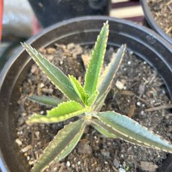 Kalanchoe- Mother Of Thousands Plant 🪴 PlantaMala Madre 