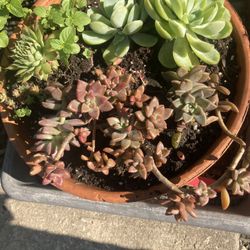 Healthy Succulent In Terra Cot Plant  🪴 