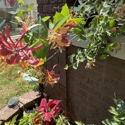 Gold Flame Honeysuckle 
