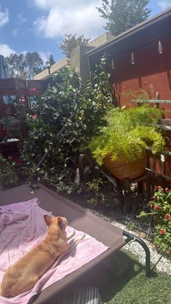 Fern