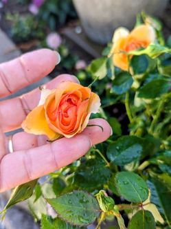 Miniature roses with big good size flowers ....Rosal pequeño con rosas de buen tamaño