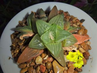 Haworthia ' Retusa '