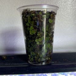 Aquarium Floating Plants